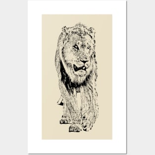 Big Male Lion on Patrol | African Wildlife Posters and Art